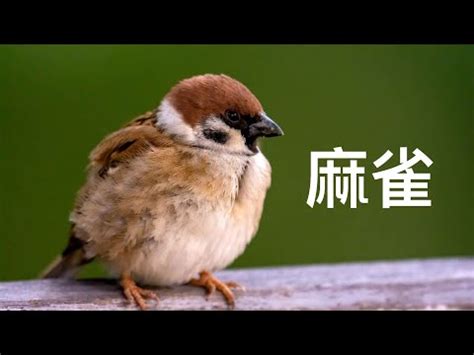 麻雀飛進家裡|【麻雀飛進家裏】麻雀報喜！麻雀飛進家裡就代表好事降臨？